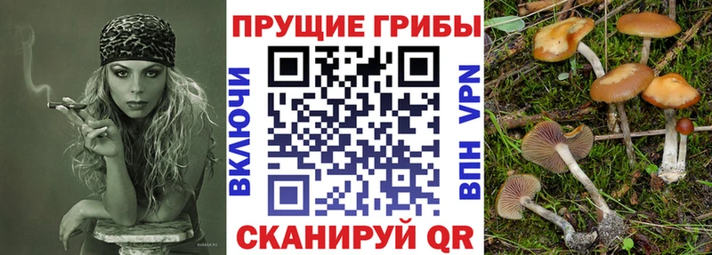 omg рабочий сайт  Мостовской  Галлюциногенные грибы прущие грибы 